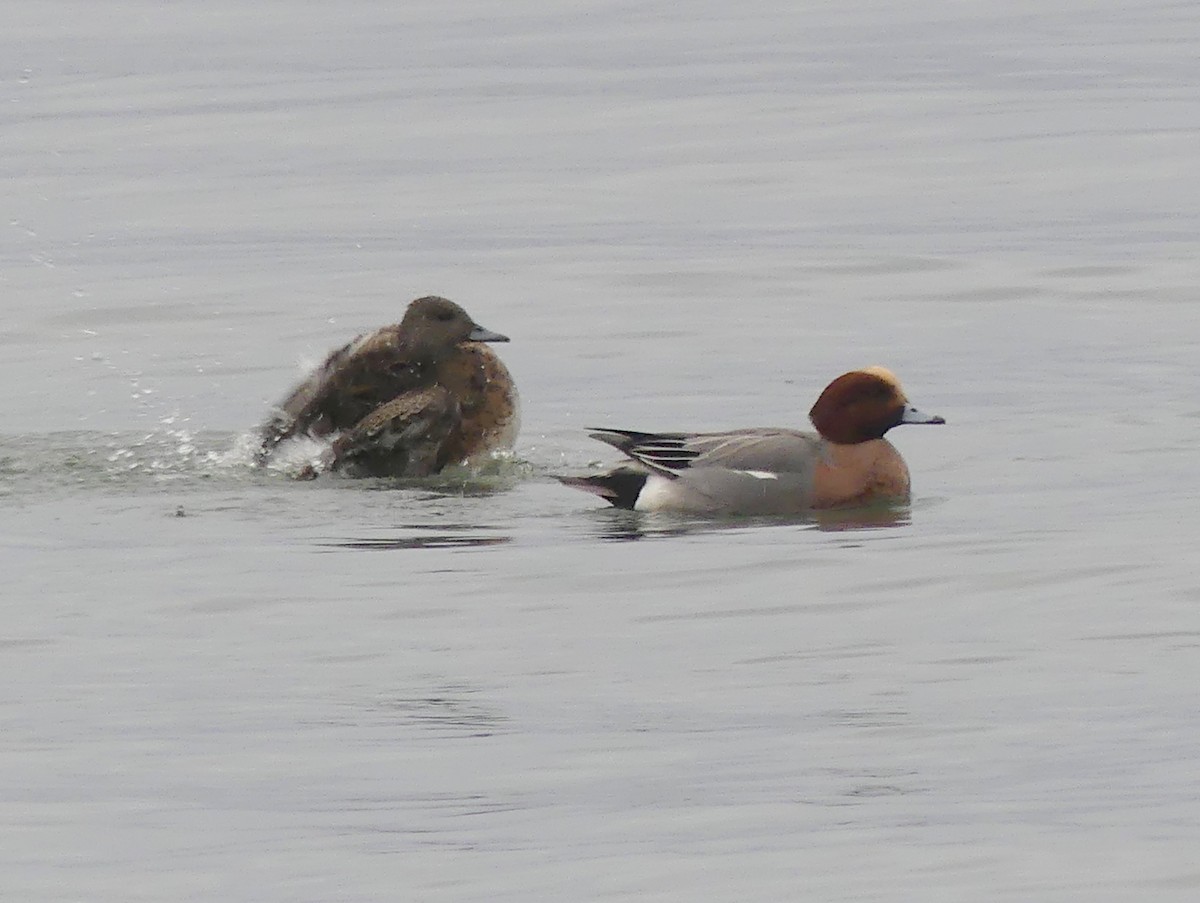 Eurasian Wigeon - ML646422874