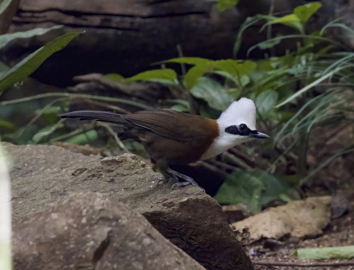 White-crested Laughingthrush - ML646422875