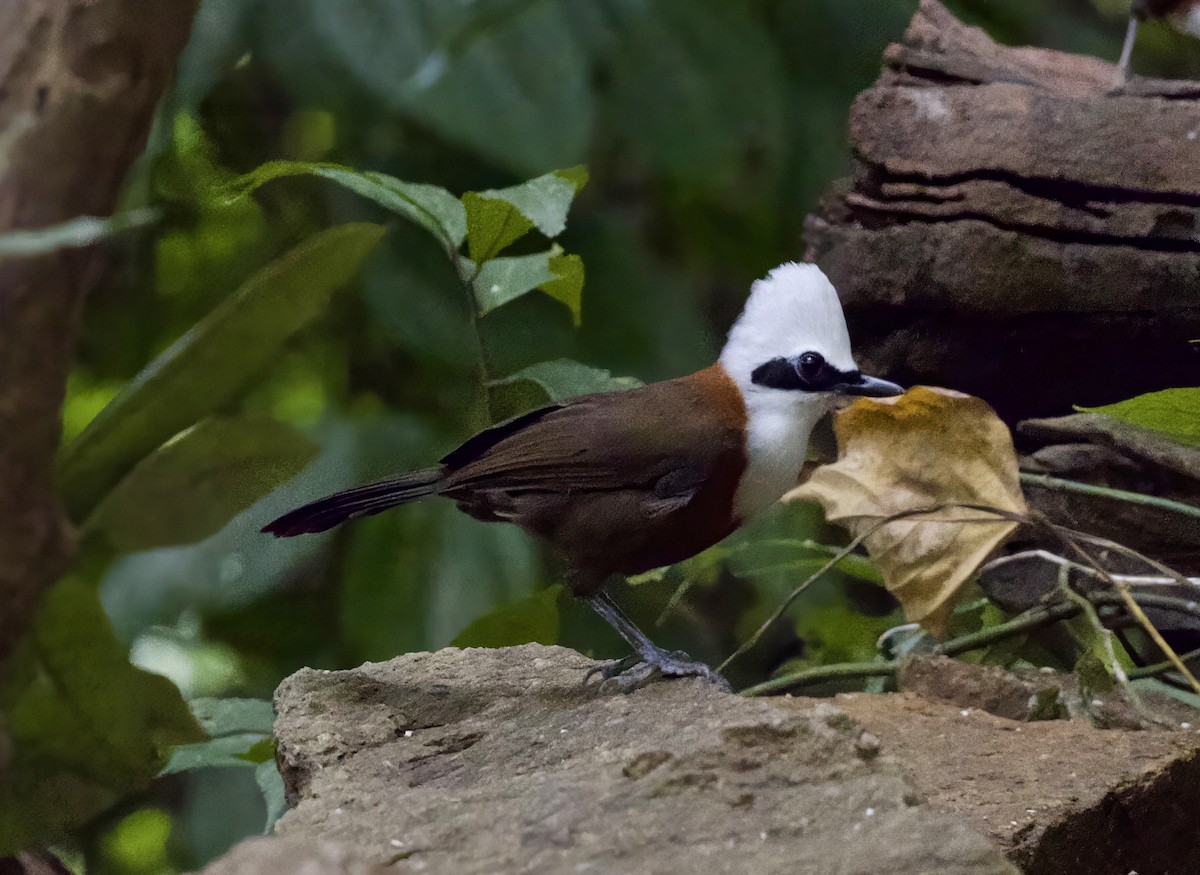 White-crested Laughingthrush - ML646422876