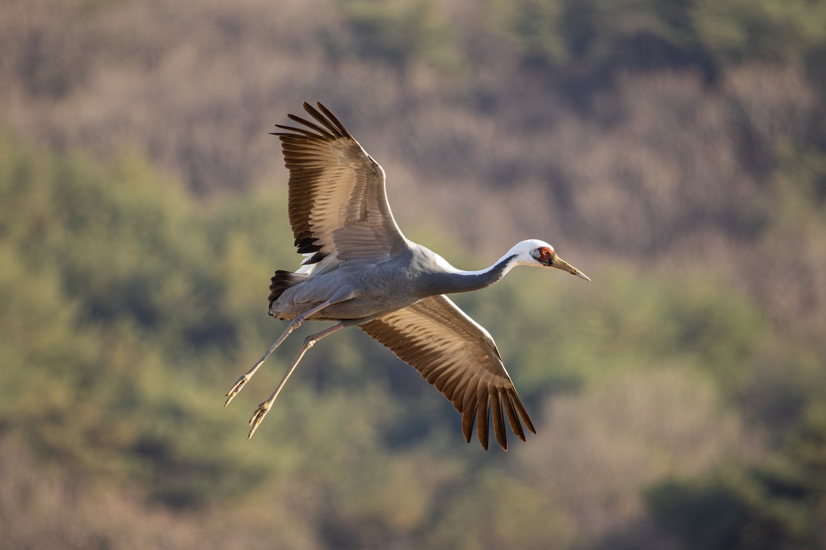 Цэн тогоруу - ML646422877