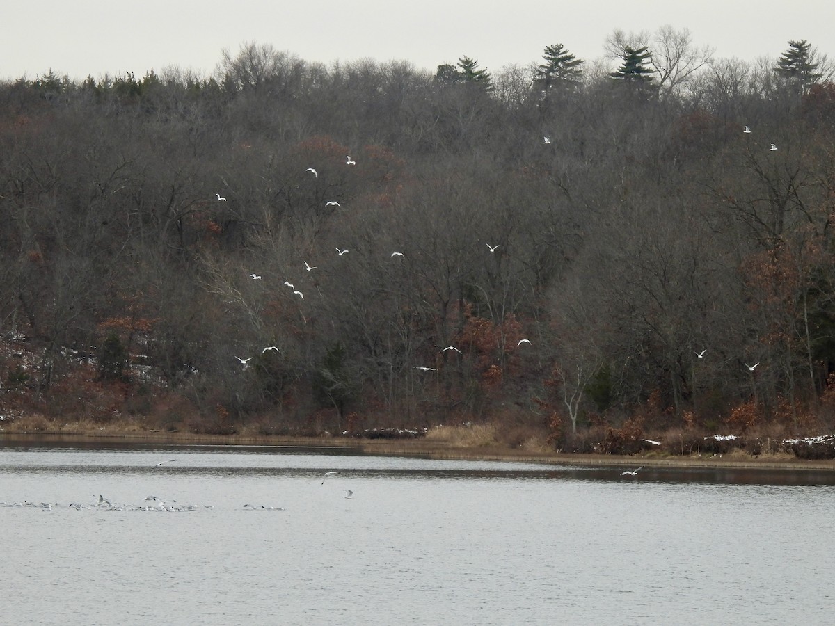 Ring-billed Gull - ML646422880