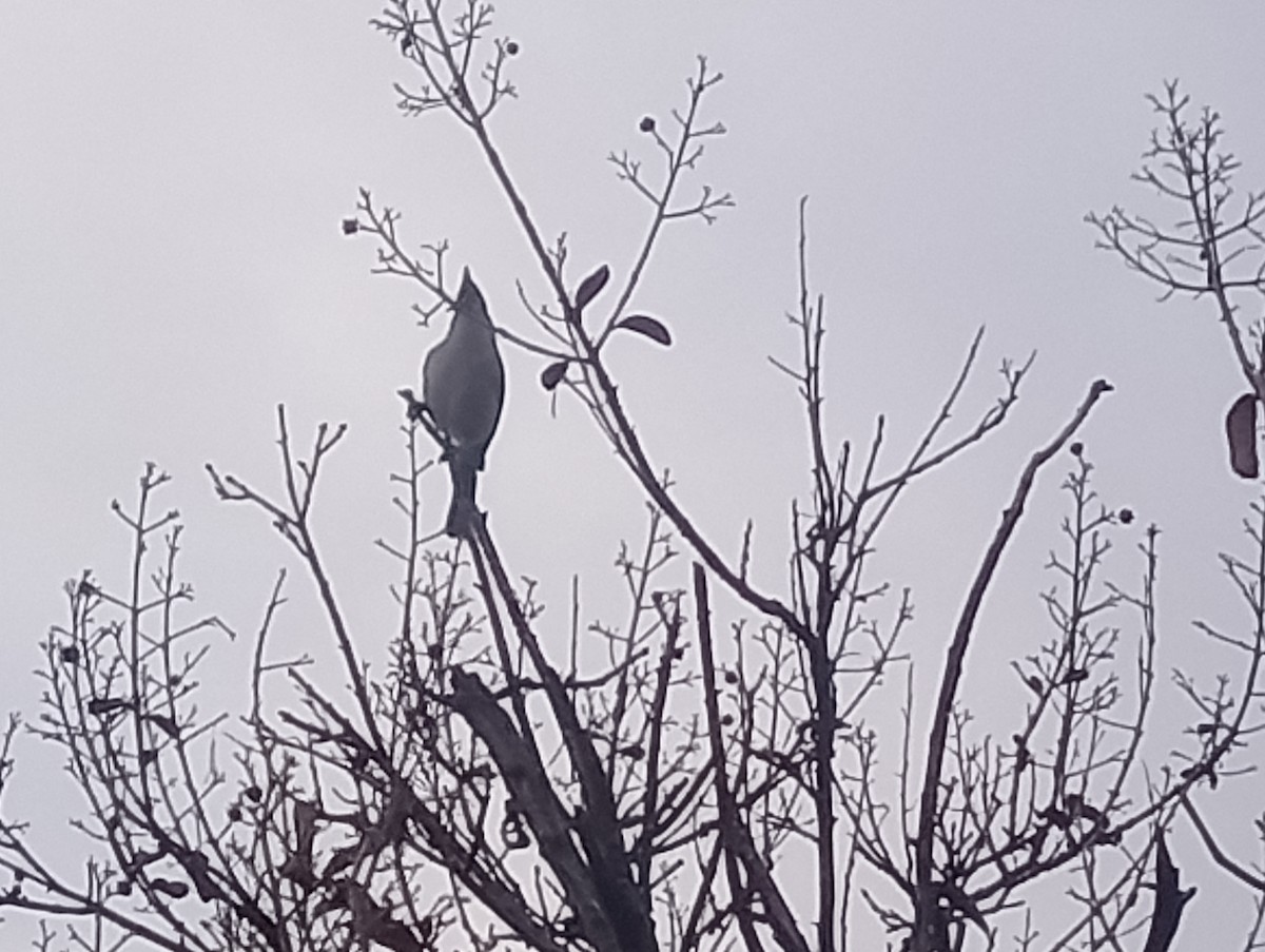 Tufted x Black-crested Titmouse (hybrid) - ML646422885