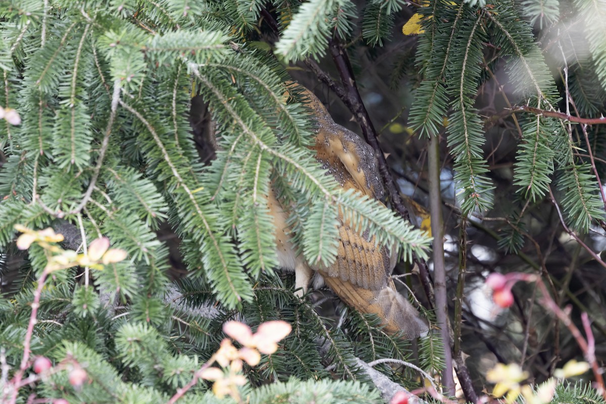 American Barn Owl - ML646422887