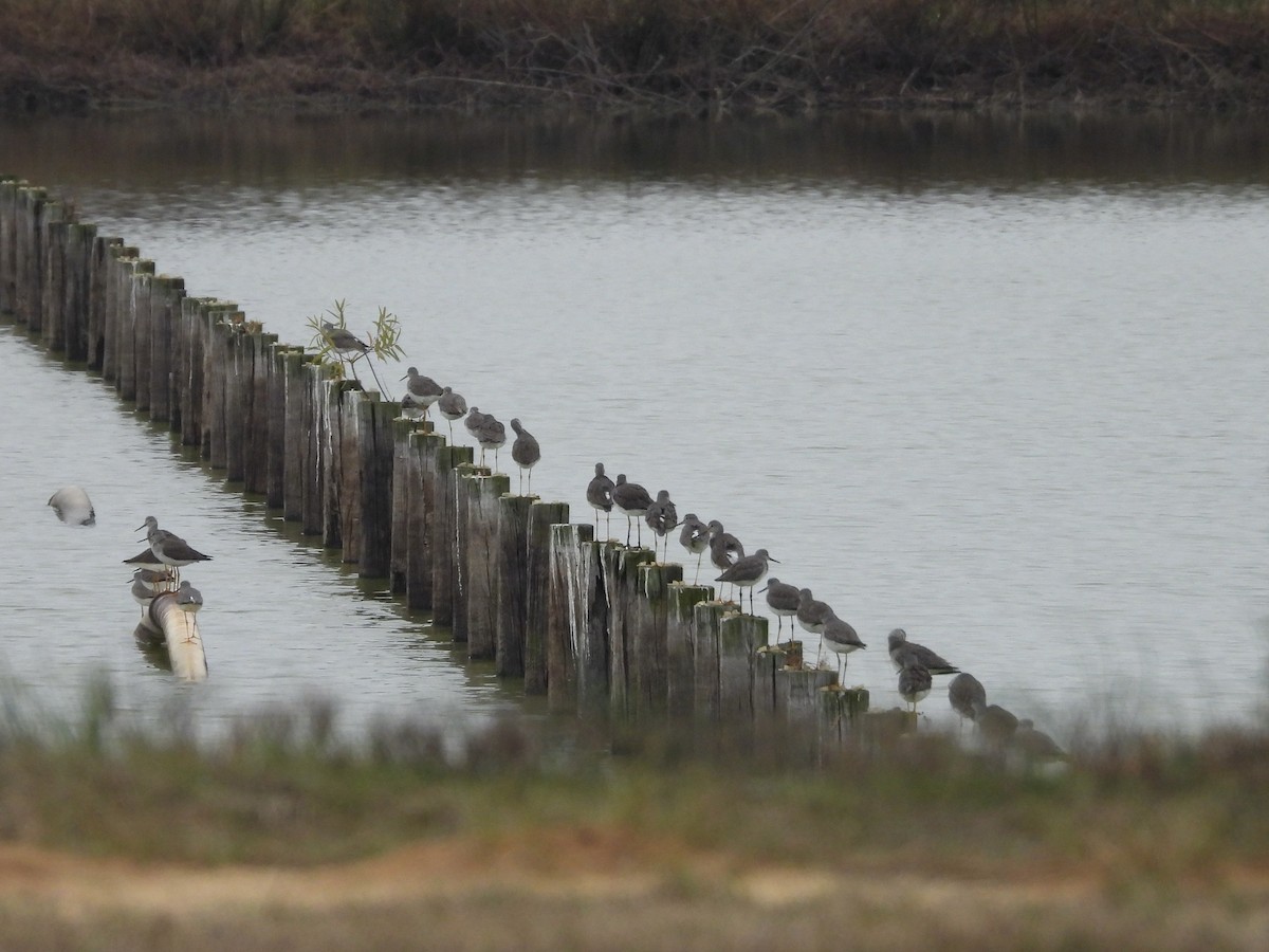 Tüpfelgelbschenkel - ML646422890