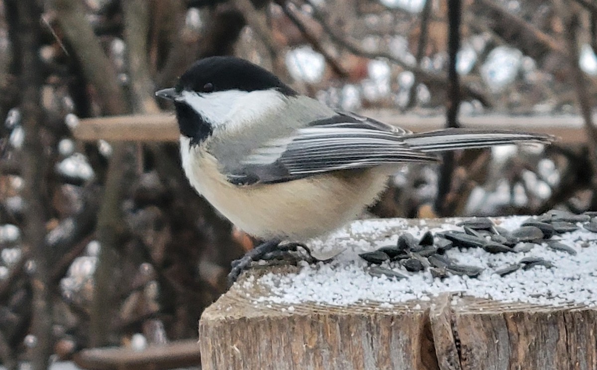 Black-capped Chickadee - ML646422896