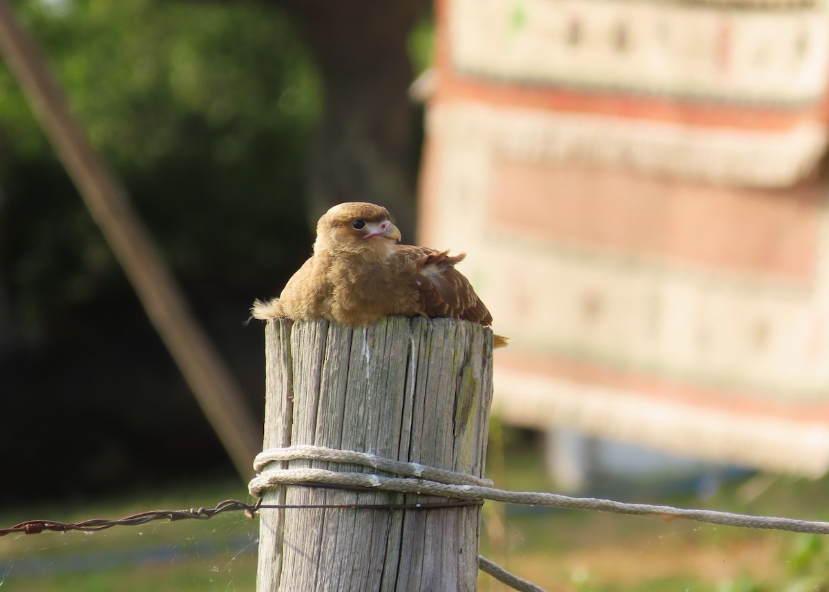 Chimango Caracara - ML646422898