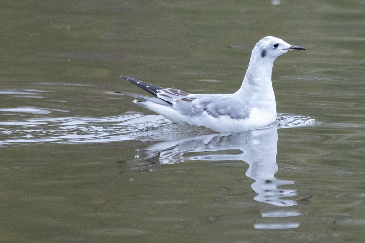 Bonaparte's Gull - ML646422915