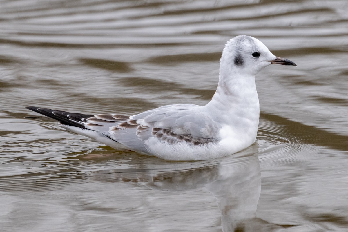Bonaparte's Gull - ML646422918