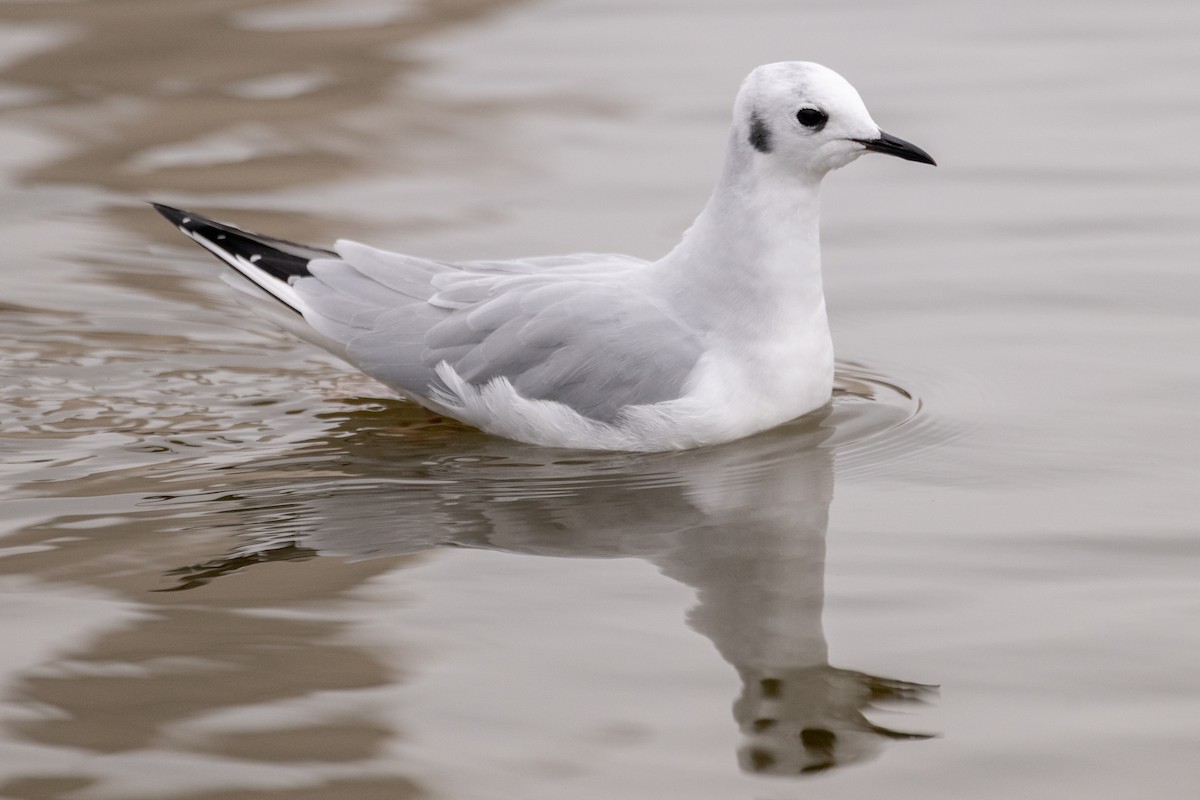 Bonaparte's Gull - ML646422932