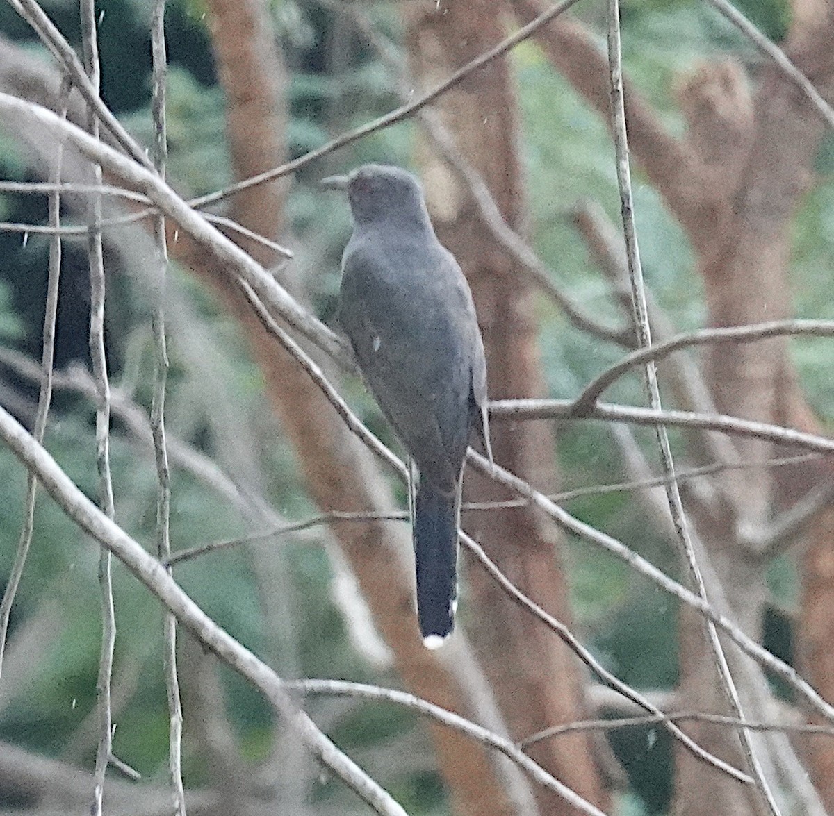 Coucou à tête grise - ML646422936