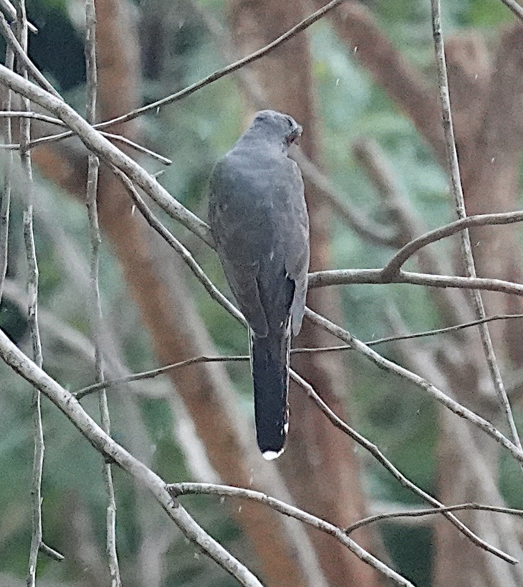 Coucou à tête grise - ML646422937