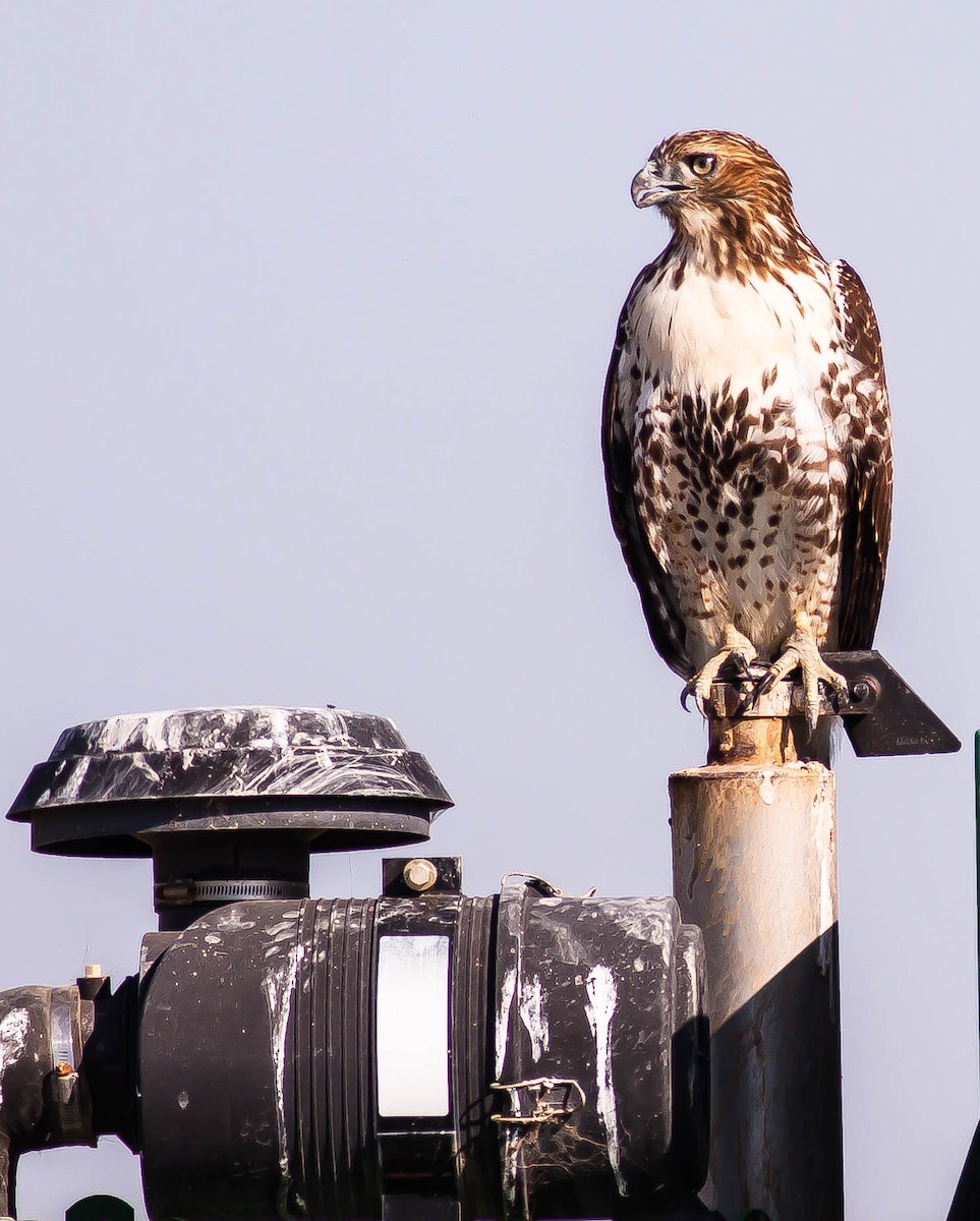 Red-tailed Hawk - ML646422940