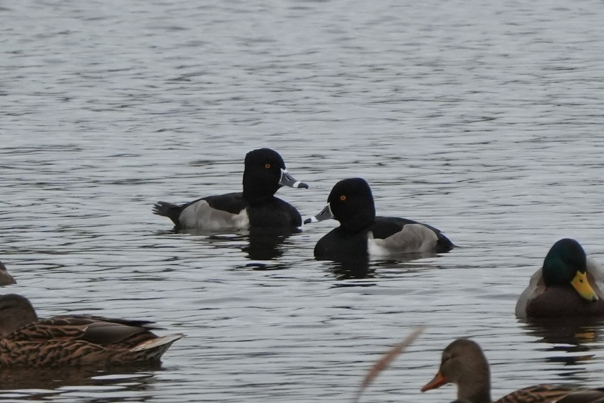 環頸潛鴨 - ML646422944