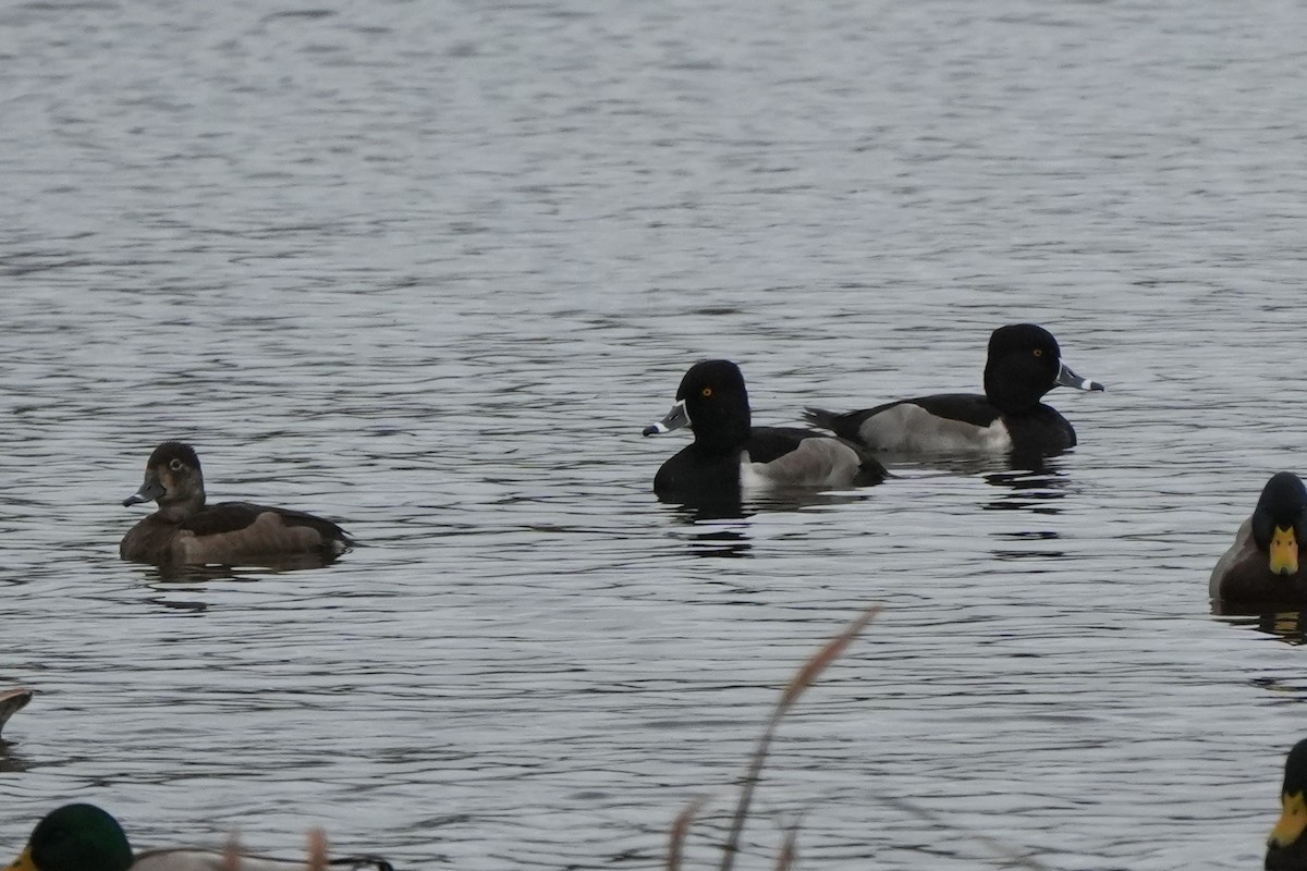 環頸潛鴨 - ML646422945