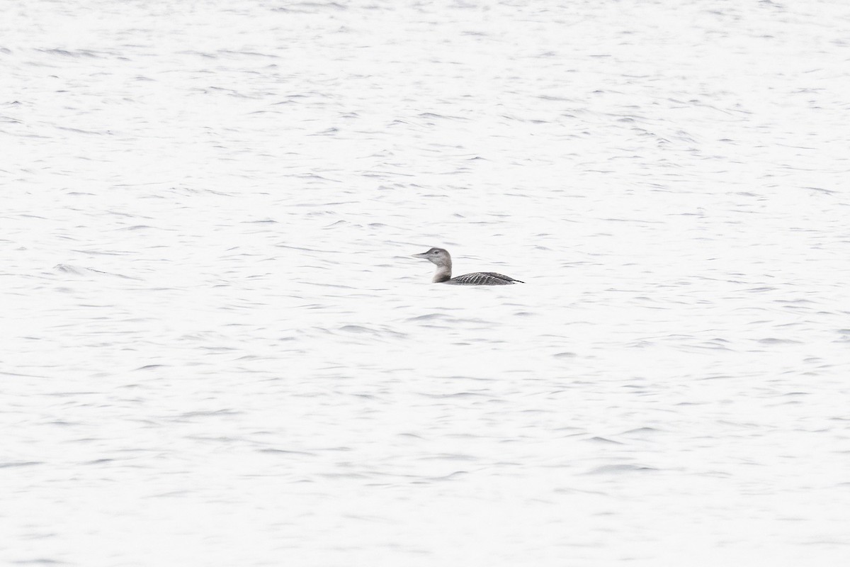 Yellow-billed Loon - ML646422946