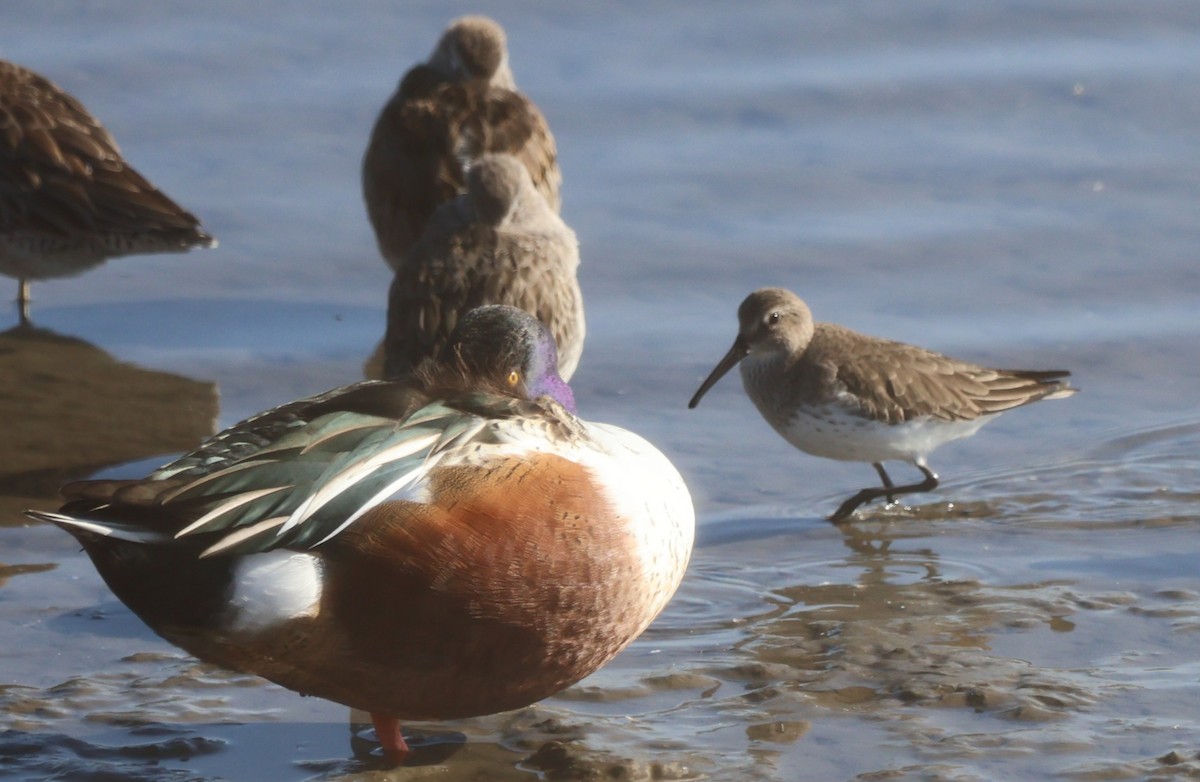 Bécasseau variable - ML646422947