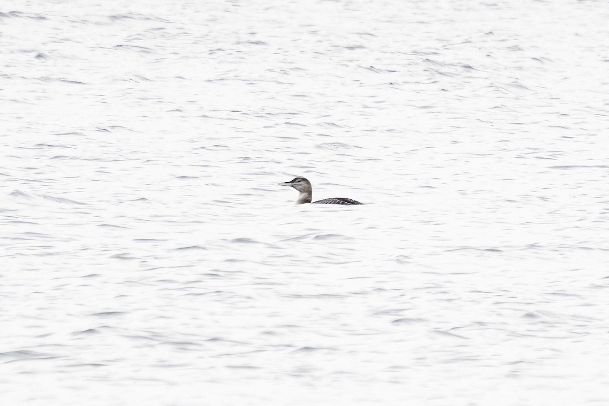 Yellow-billed Loon - ML646422948