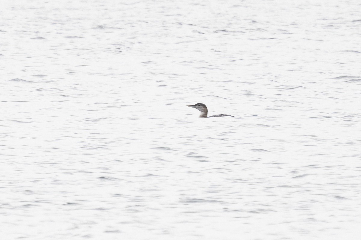 Yellow-billed Loon - ML646422951