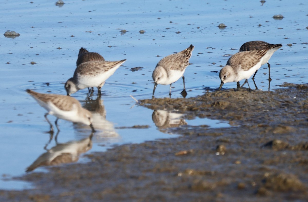 Alaska Kumkuşu - ML646422953