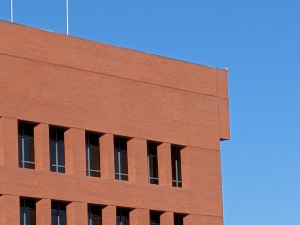 Peregrine Falcon - ML646422954