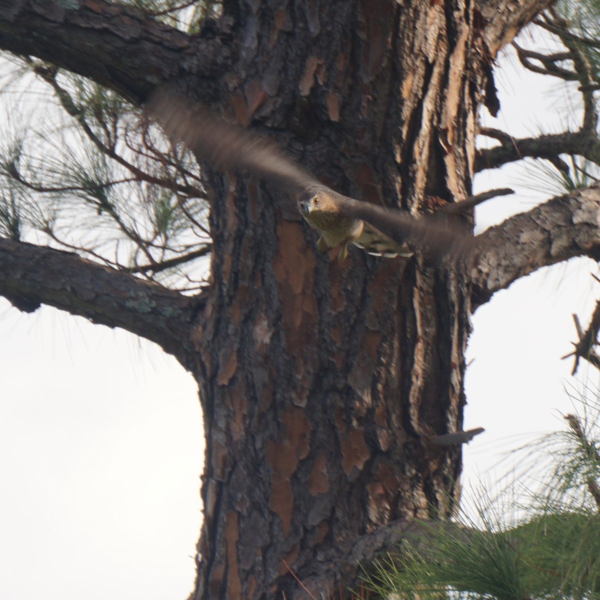 Cooper's Hawk - ML646422955