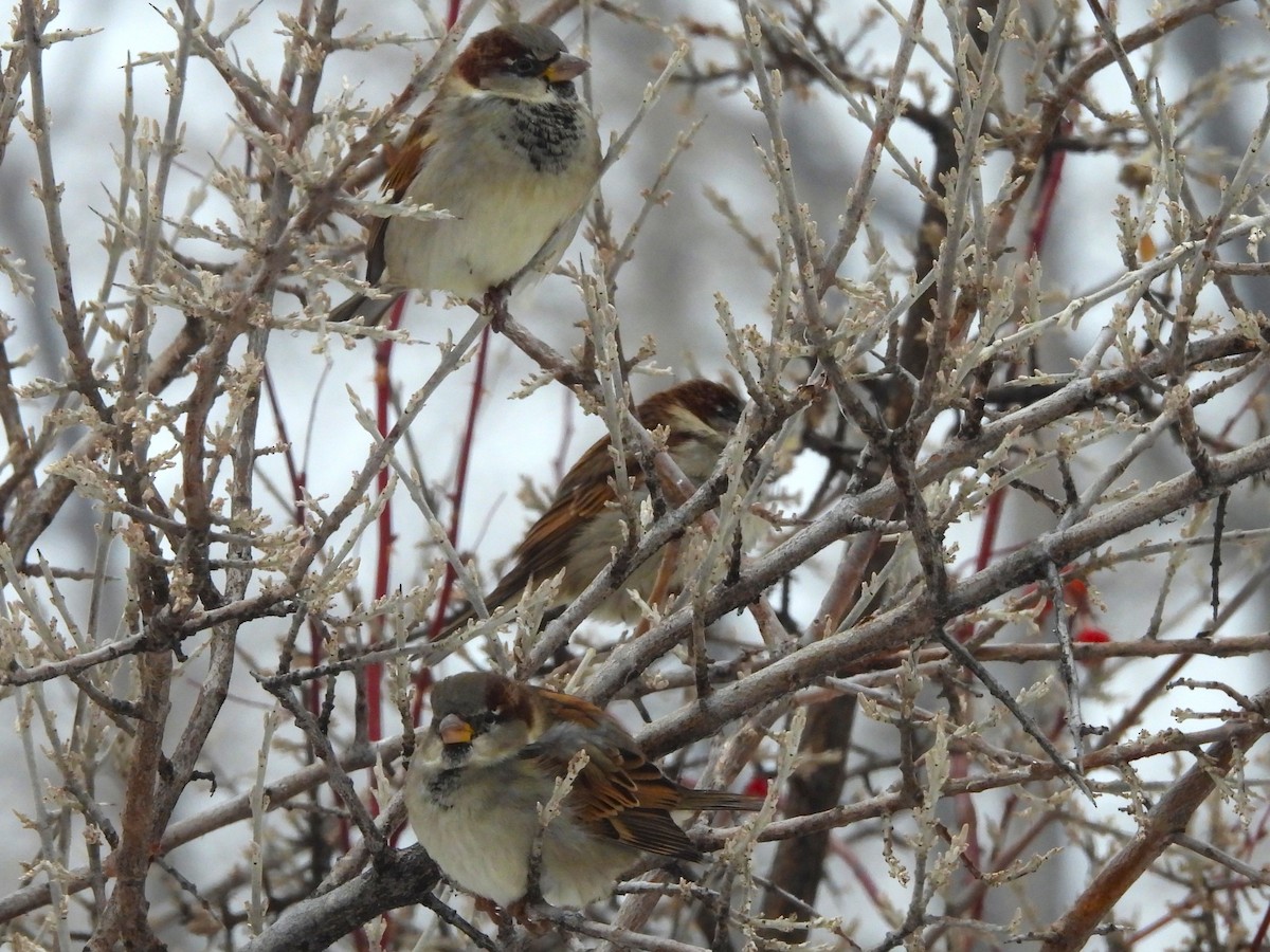 House Sparrow - ML646422956