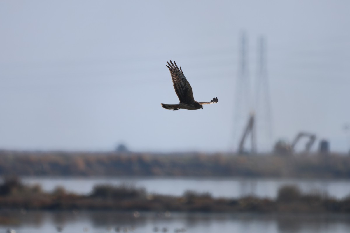 Busard des marais - ML646422958