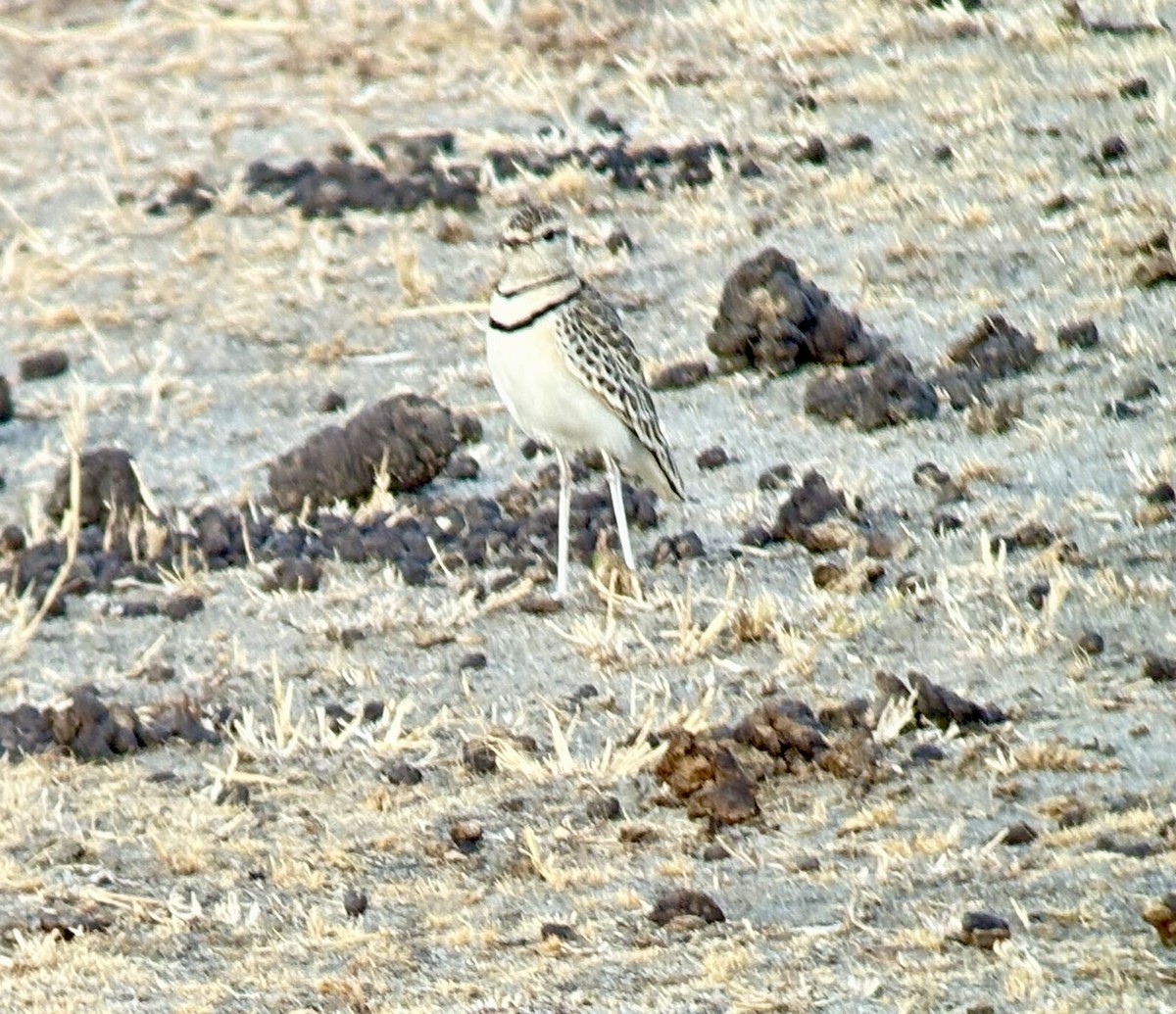 Double-banded Courser - ML646422962