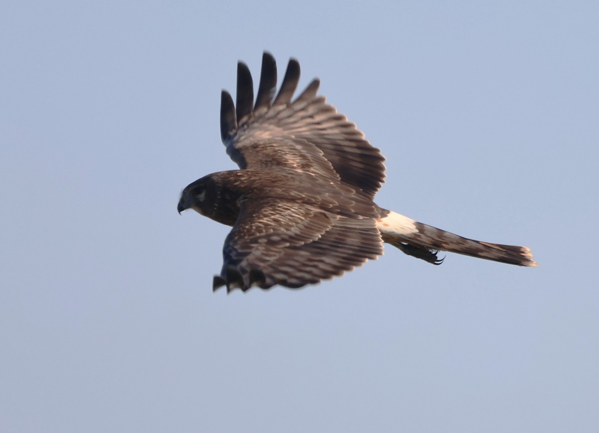 Busard des marais - ML646422963