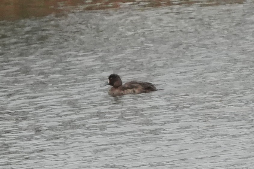 潛鴨屬 - ML646422964