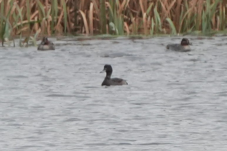 潛鴨屬 - ML646422965