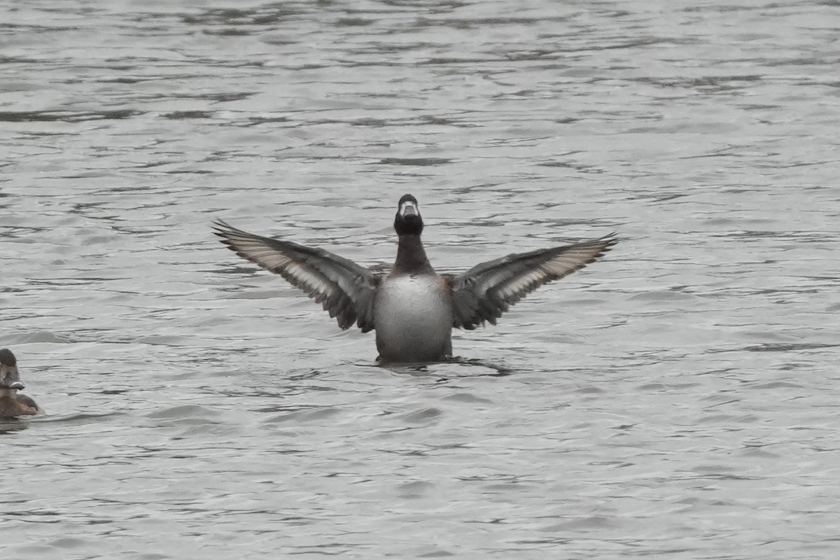 潛鴨屬 - ML646422966