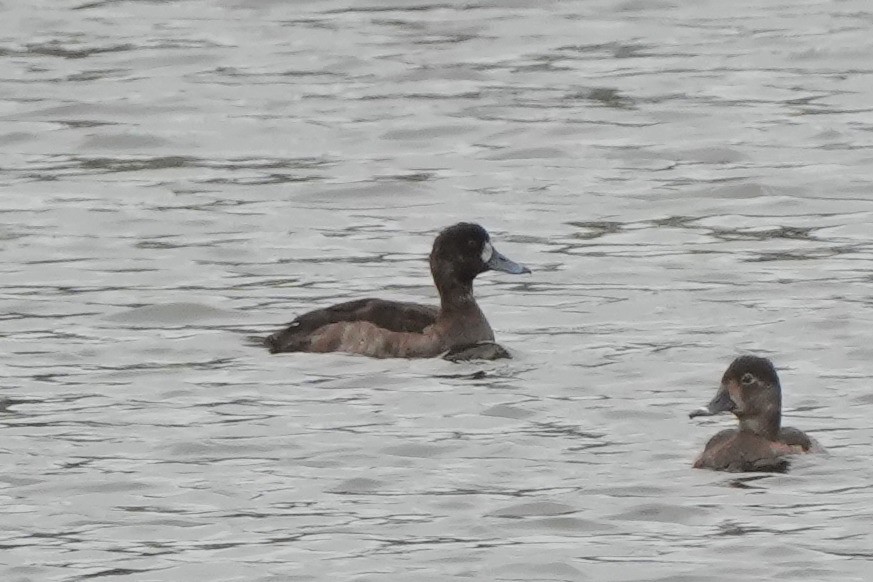 潛鴨屬 - ML646422967