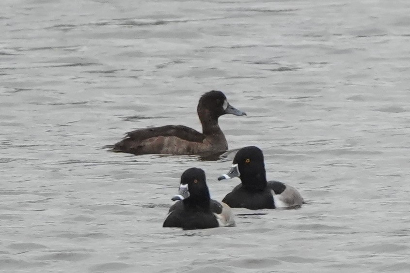 潛鴨屬 - ML646422968