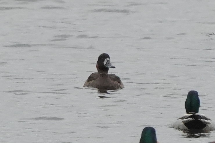 潛鴨屬 - ML646422969