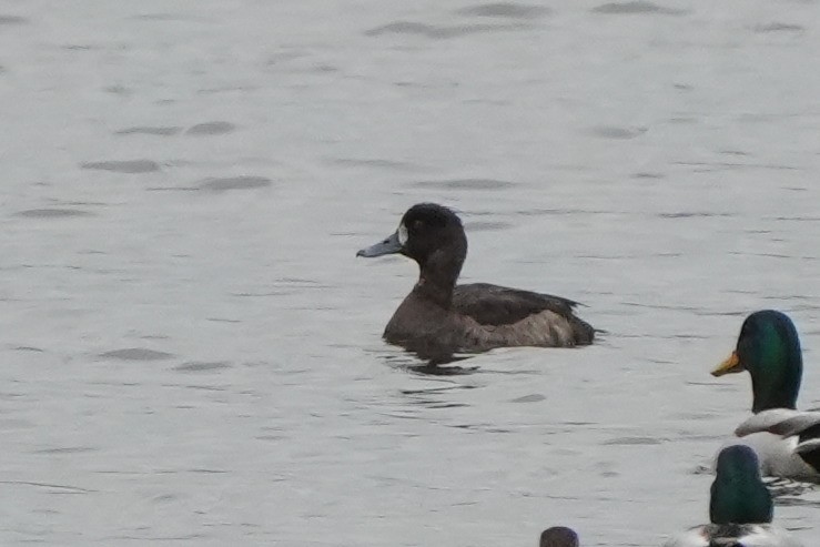 潛鴨屬 - ML646422970