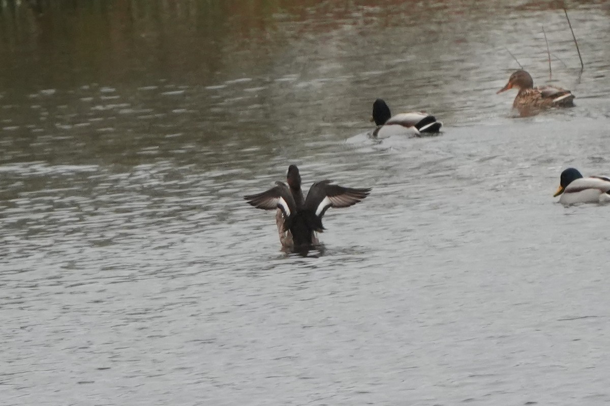 潛鴨屬 - ML646422971