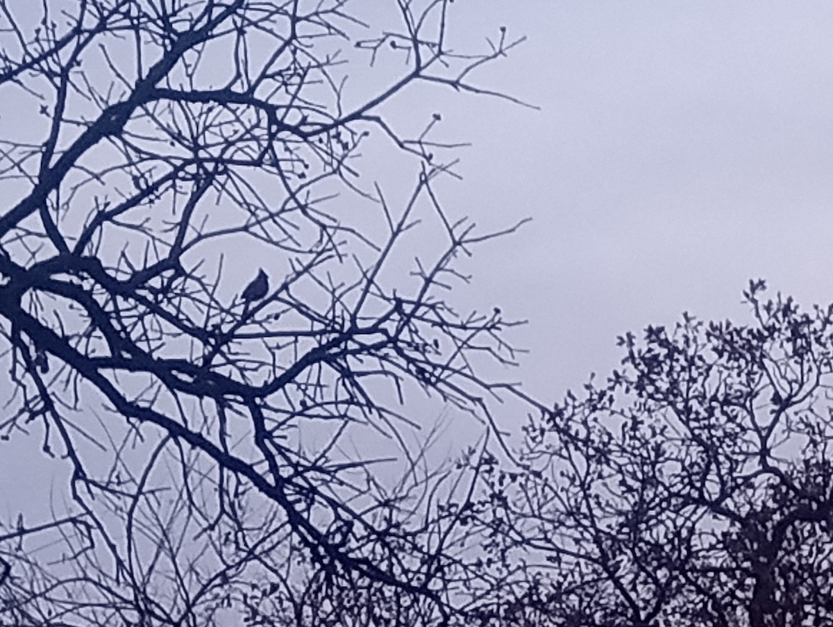 Northern Cardinal - ML646422973