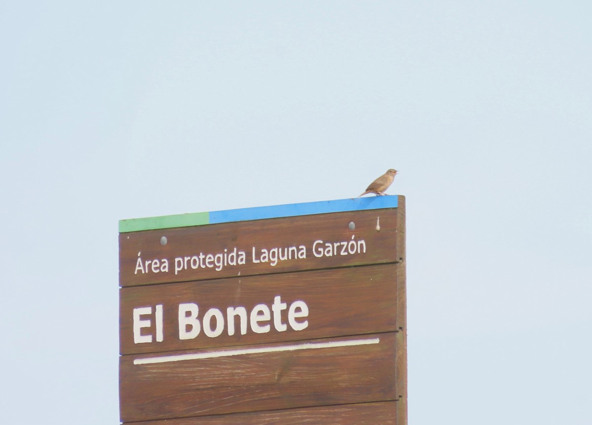 Southern House Wren - ML646422974