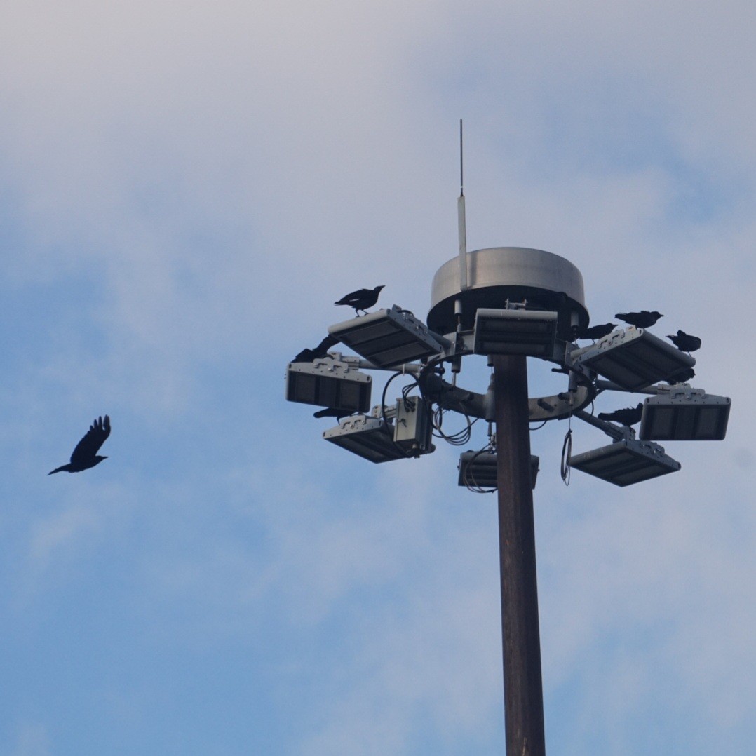 Fish Crow - ML646422976