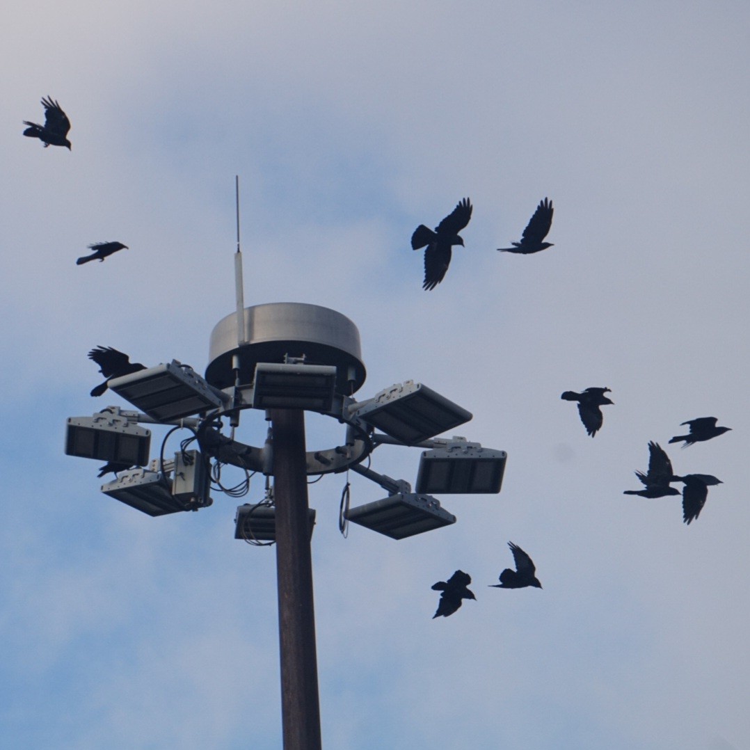 Fish Crow - ML646422977