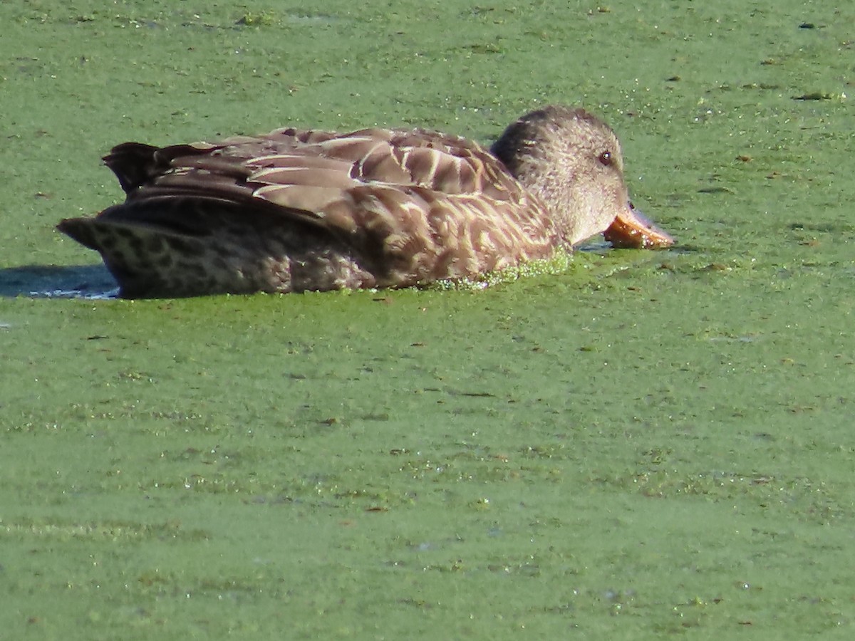 Gadwall - ML646422978