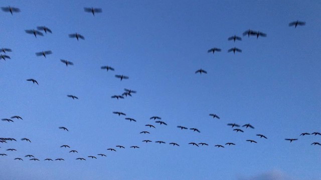 Oca colombaccio - ML646422979