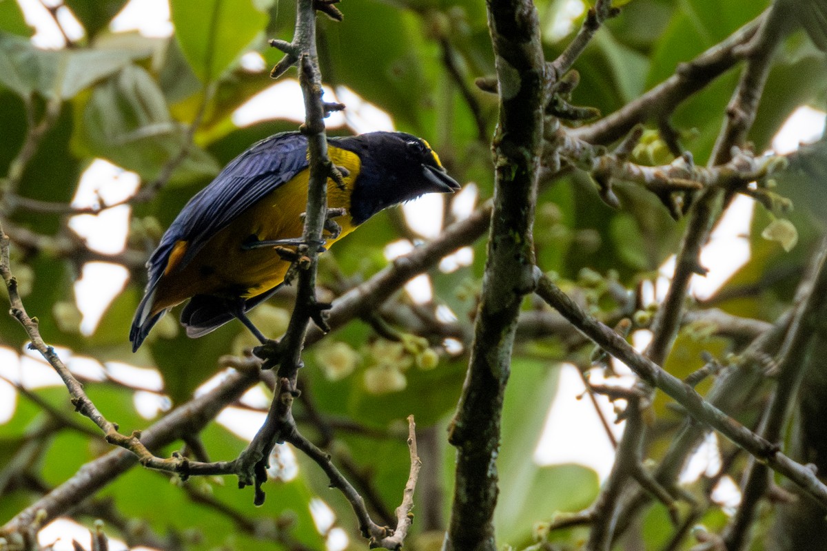 Fulvous-vented Euphonia - ML646422983