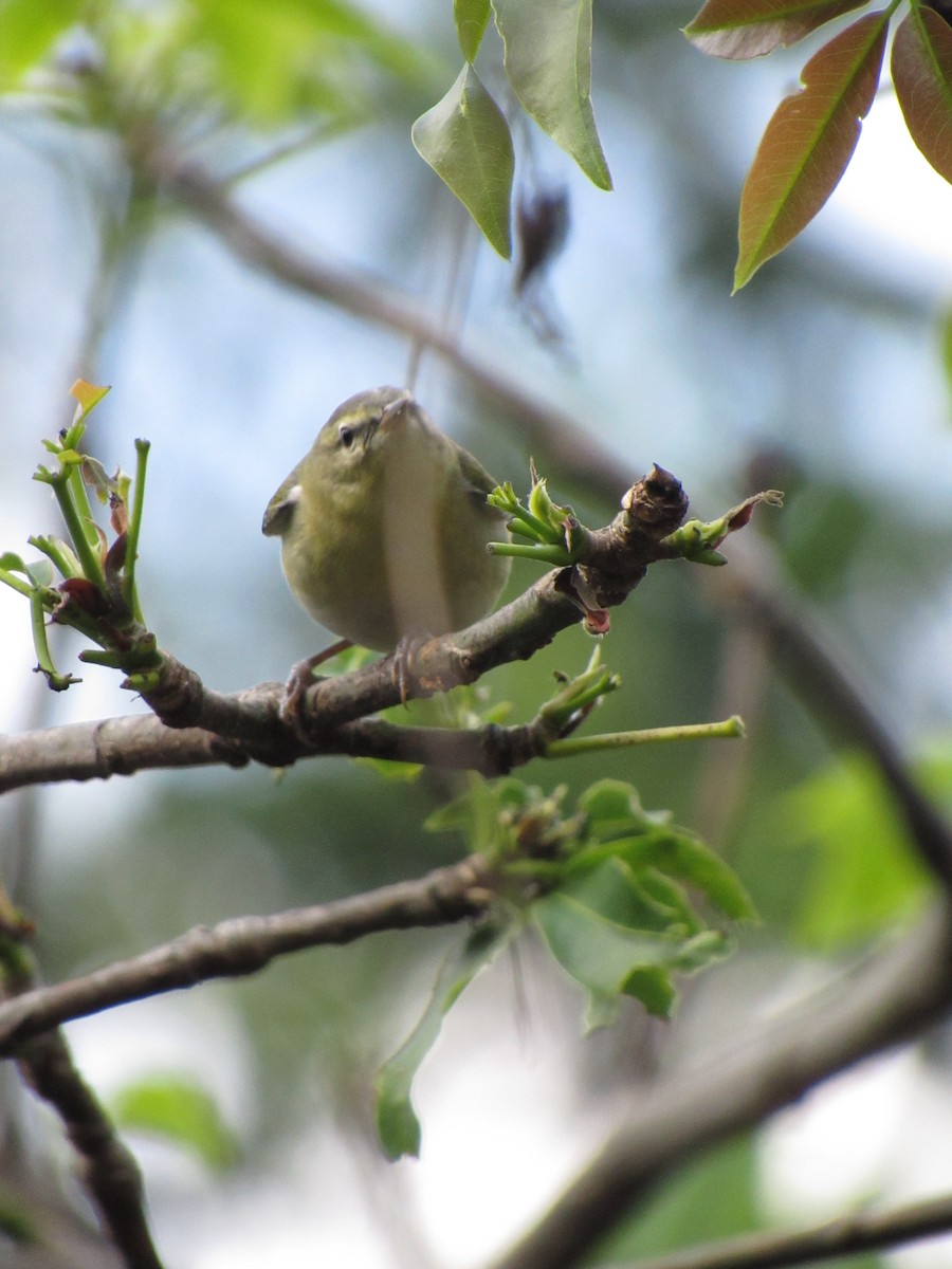 Tennessee Warbler - ML646422984