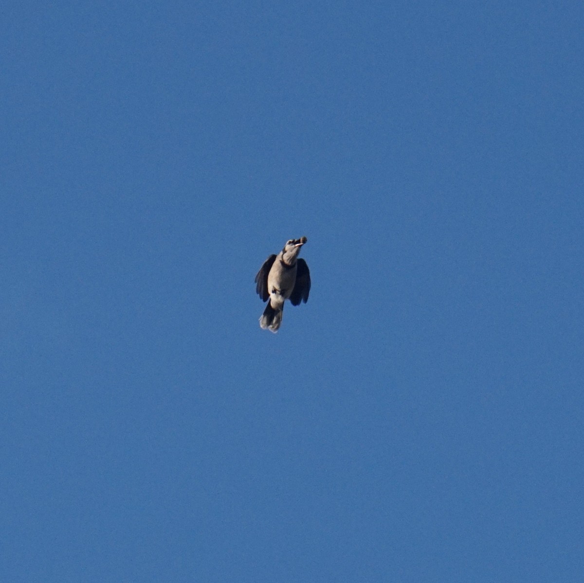 Blue Jay - ML646422985