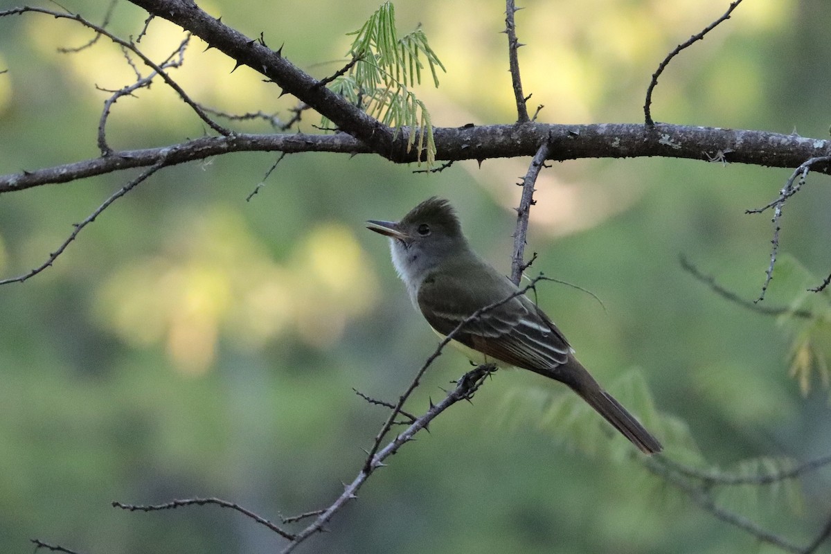 Great Crested Flycatcher - ML646422987