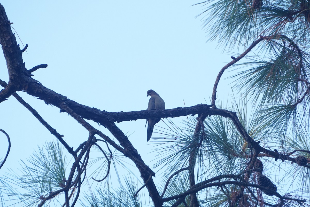 Mourning Dove - ML646422988
