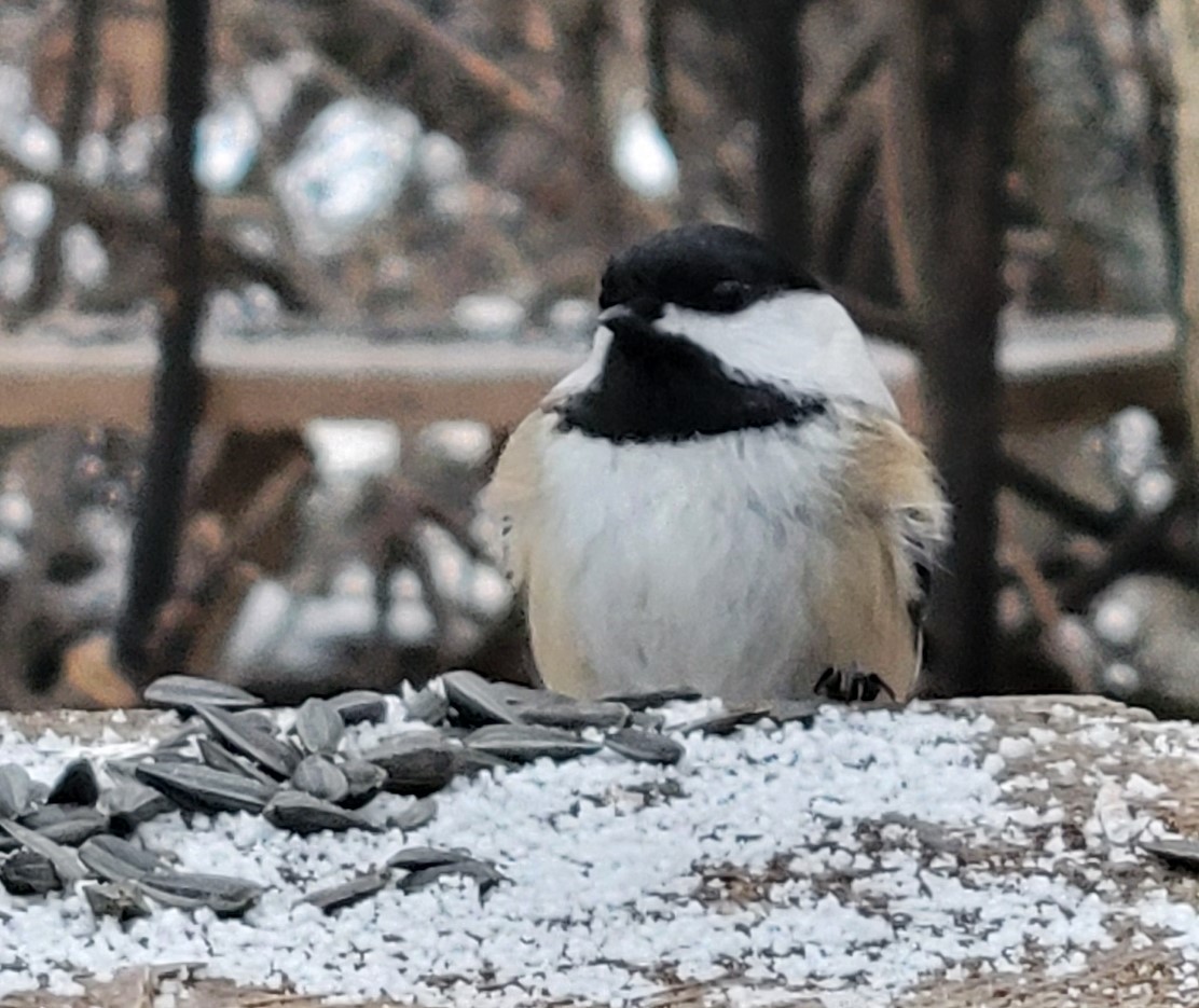 Black-capped Chickadee - ML646422991