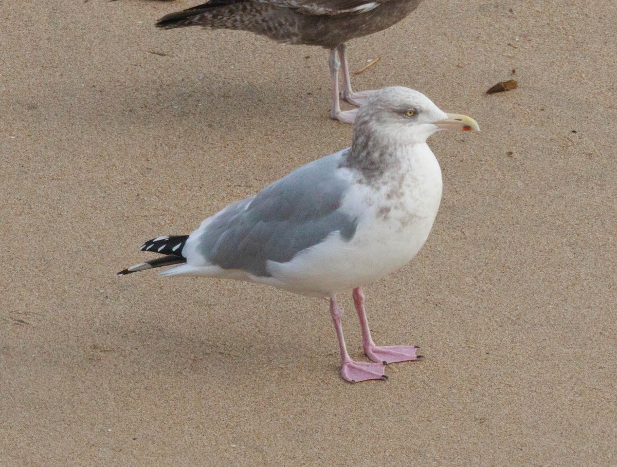 American Herring Gull - ML646422996
